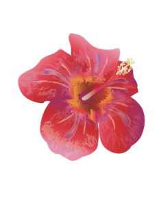 Imagen digital de un hibisco rojo