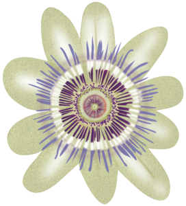 Imagen digital de una pasiflora